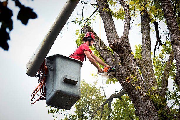 How Our Tree Care Process Works  in Mcewen, TN